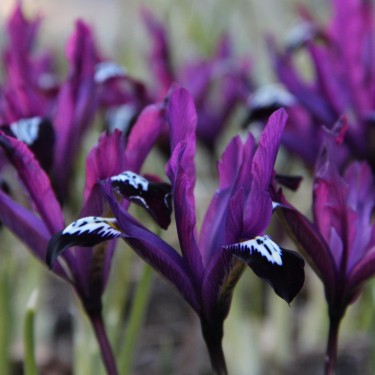 Iris reticulata 'Pauline' Iris reticulata 'Pauline'