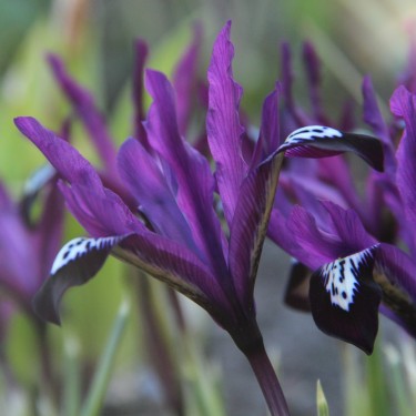 Iris reticulata 'Pauline' Iris reticulata 'Pauline'