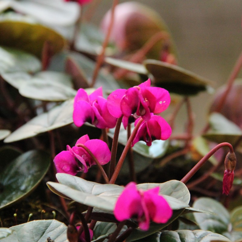 Cyclamen coum 'Meaden's Crimson' Cyclamen coum 'Meaden's Crimson'
