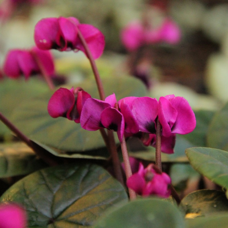 Cyclamen coum 'Meaden's Crimson' Cyclamen coum 'Meaden's Crimson'
