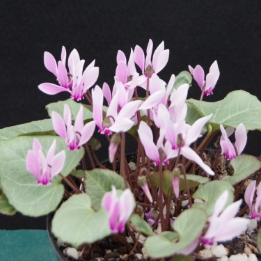 Cyclamen graecum 'Glyfada' Cyclamen graecum 'Glyfada'