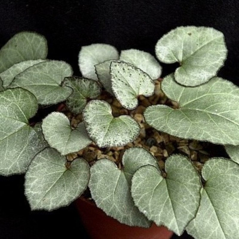 Cyclamen graecum 'Glyfada' Cyclamen graecum 'Glyfada'