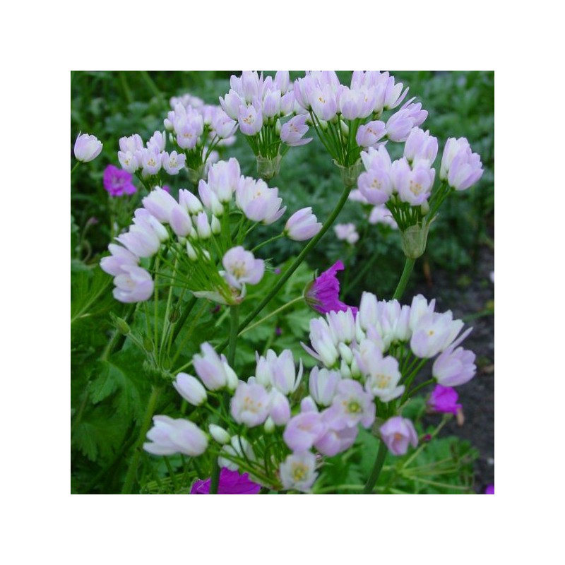 Allium roseum var. roseum