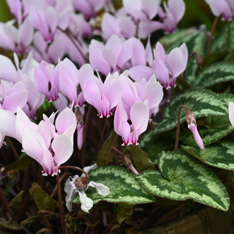 Cyclamen hederifolium -Leaf type 3 Pink- Cyclamen hederifolium -Leaf type 3 Pink-