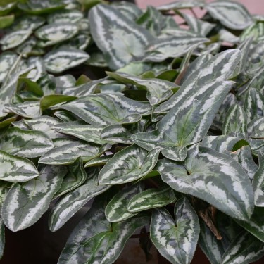Cyclamen hederifolium -Leaf type 3 Pink- Cyclamen hederifolium -Leaf type 3 Pink-