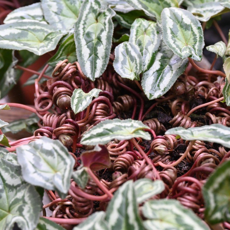 Cyclamen hederifolium -Leaf type 3 Pink- Cyclamen hederifolium -Leaf type 3 Pink-