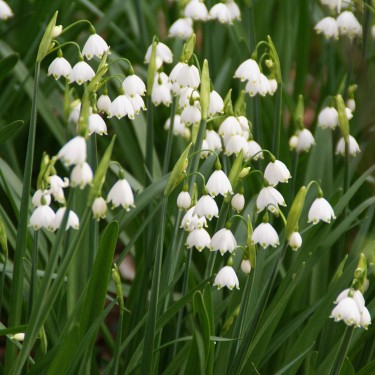 Leucojum aestivum Leucojum aestivum
