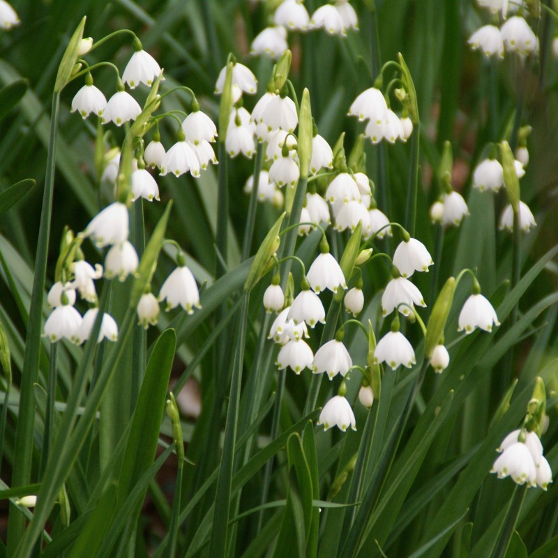 Leucojum aestivum Leucojum aestivum