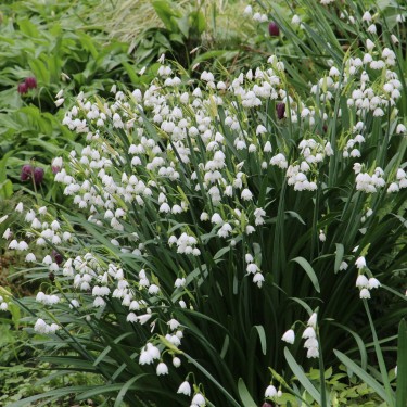 Leucojum aestivum Leucojum aestivum