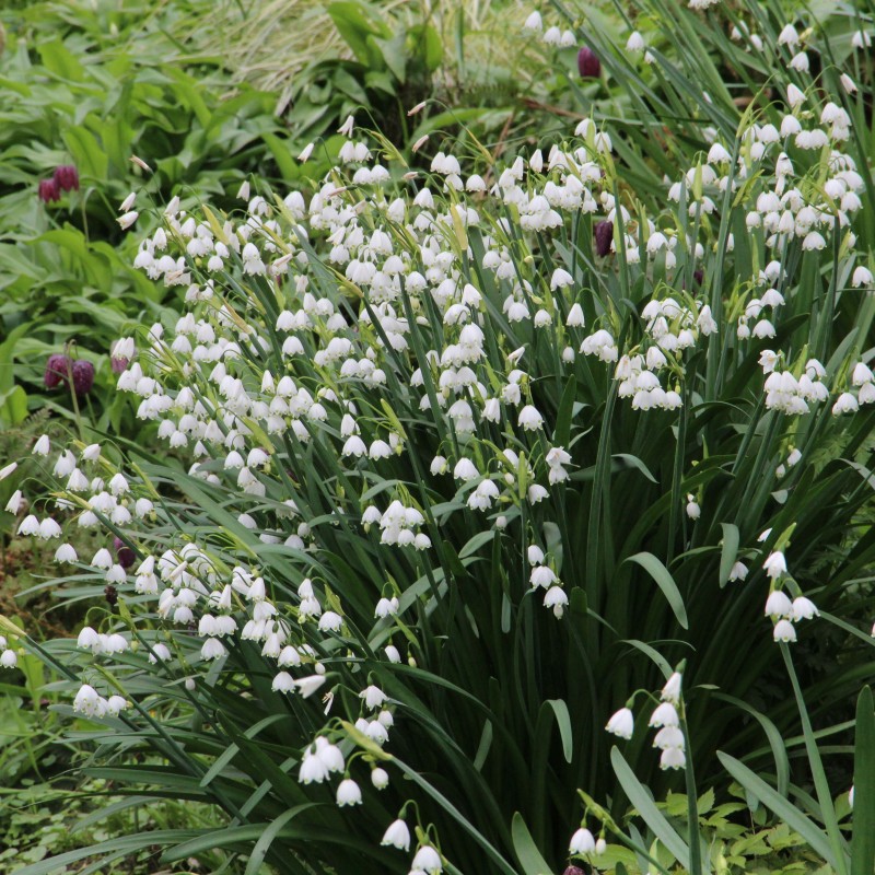 Leucojum aestivum Leucojum aestivum