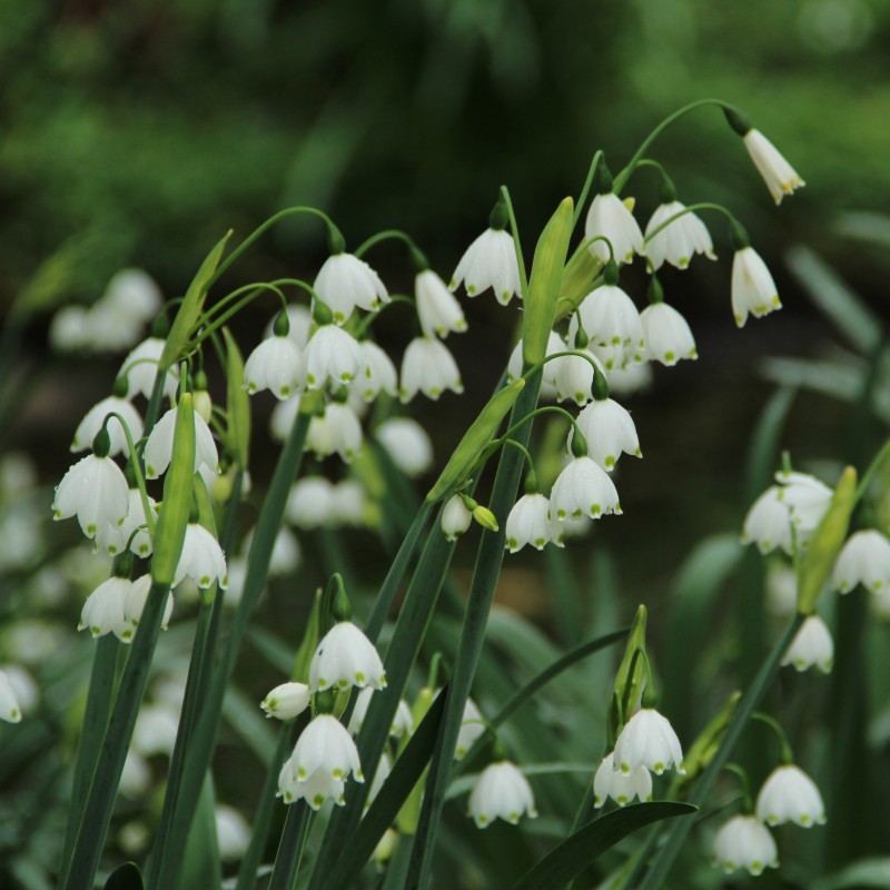 Leucojum aestivum Leucojum aestivum