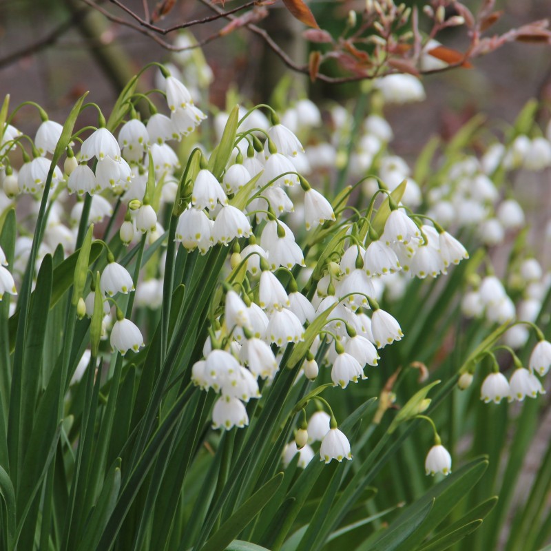 Leucojum aestivum 'Gravetye Giant'