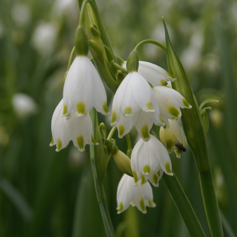 Leucojum aestivum 'Gravetye Giant'