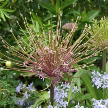 Allium schubertii