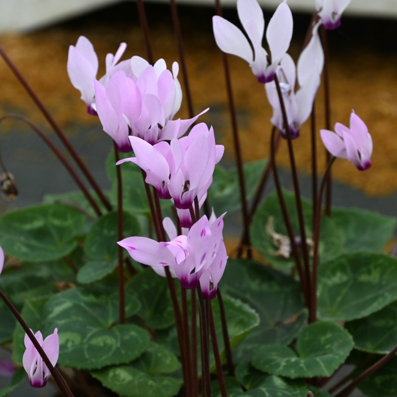 Cyclamen persicum subsp. persicum Cyclamen persicum subsp. persicum