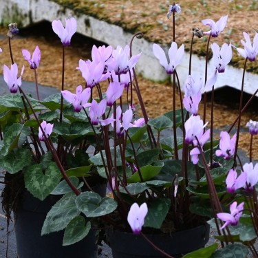 Cyclamen persicum subsp. persicum Cyclamen persicum subsp. persicum