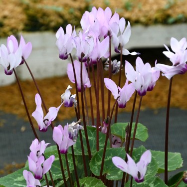 Cyclamen persicum subsp. persicum Cyclamen persicum subsp. persicum
