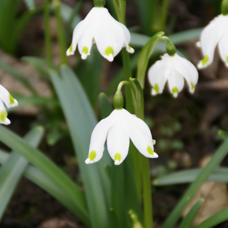 Leucojum vernum