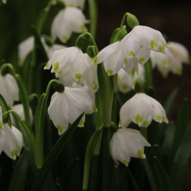 Leucojum vernum