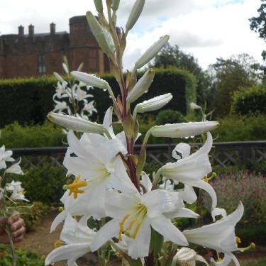 Lilium candidum
