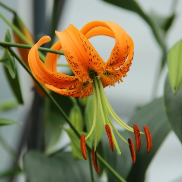 Lilium henryii