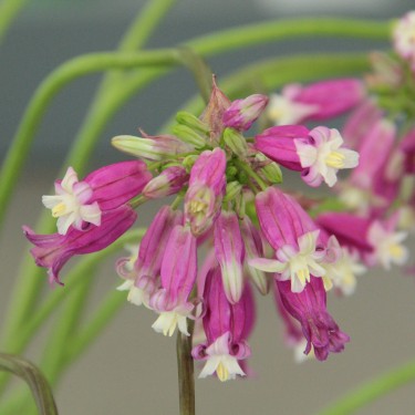 Dichelostemma 'Pink Diamond'