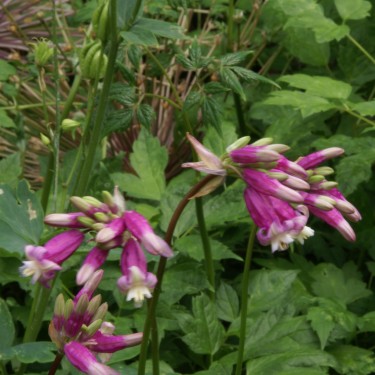 Dichelostemma 'Pink Diamond'