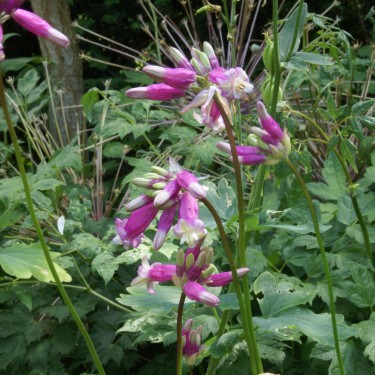 Dichelostemma 'Pink Diamond'