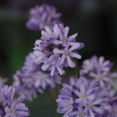 Dichelostemma congestum