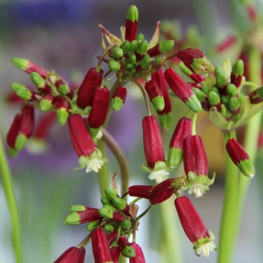 Dichelostemma ida-maia