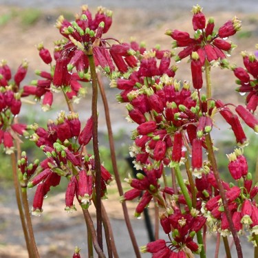Dichelostemma ida-maia