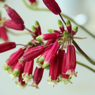 Dichelostemma ida-maia