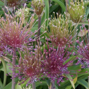 Allium schubertii