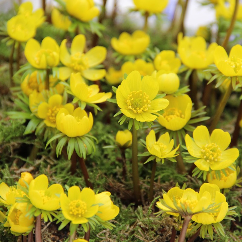 Eranthis cilicica Eranthis cilicica