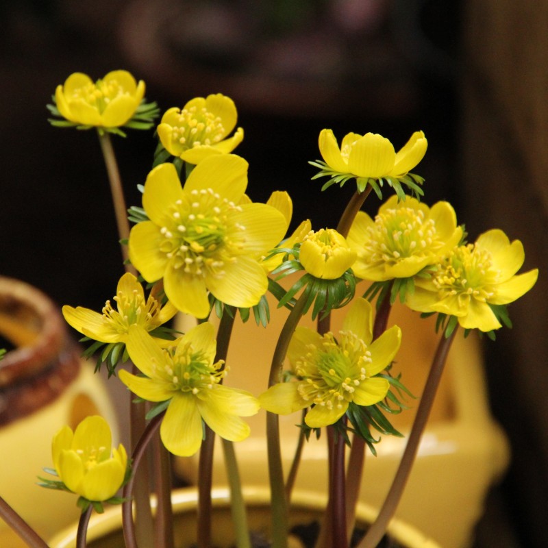 Eranthis cilicica Eranthis cilicica