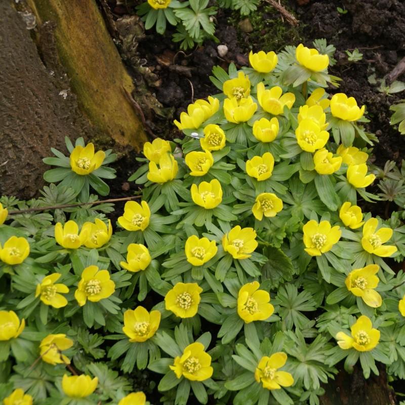 Eranthis hyemalis