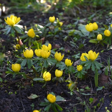 Eranthis hyemalis