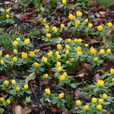 Eranthis hyemalis