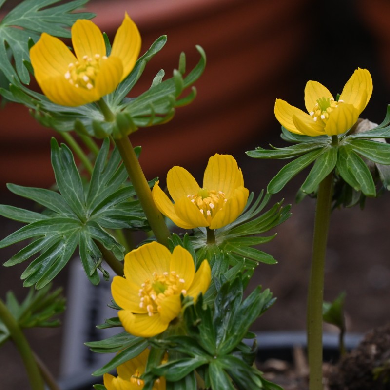 Eranthis longistipitala Eranthis longistipitala