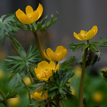 Eranthis longistipitala Eranthis longistipitala
