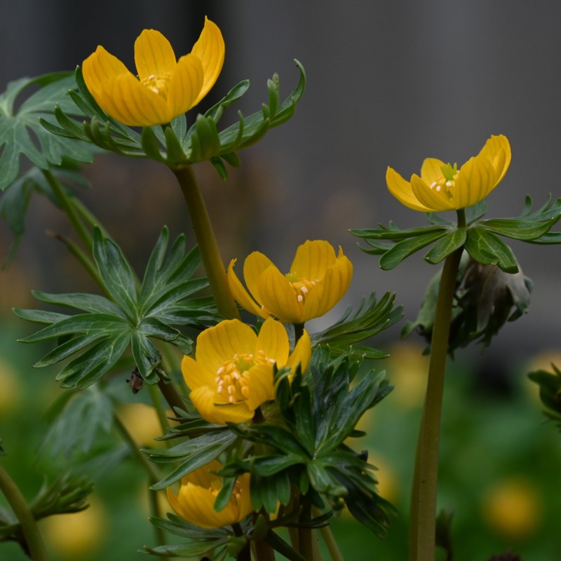 Eranthis longistipitala Eranthis longistipitala