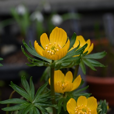 Eranthis longistipitala Eranthis longistipitala