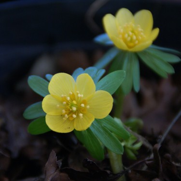 Eranthis hyemalis 'Orange Glow' Eranthis hyemalis 'Orange Glow'