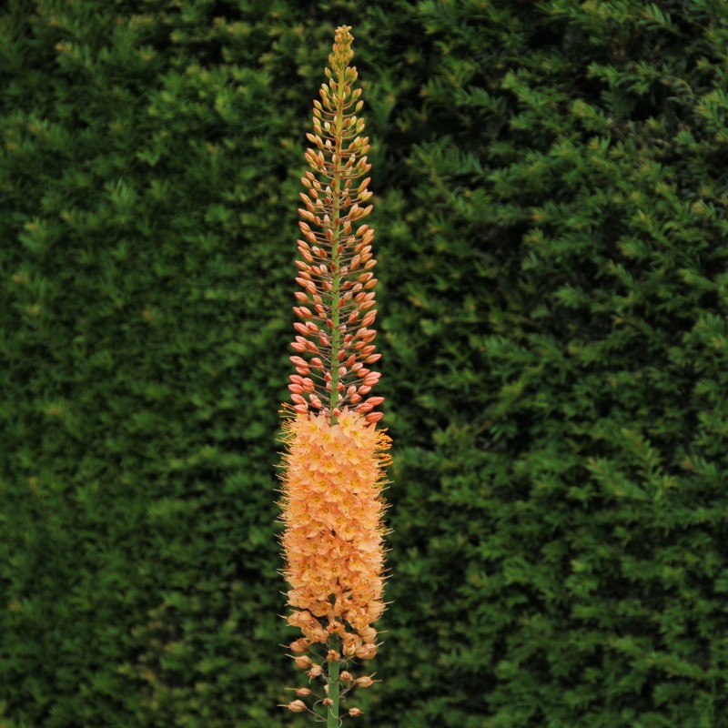Eremurus 'Cleopatra'
