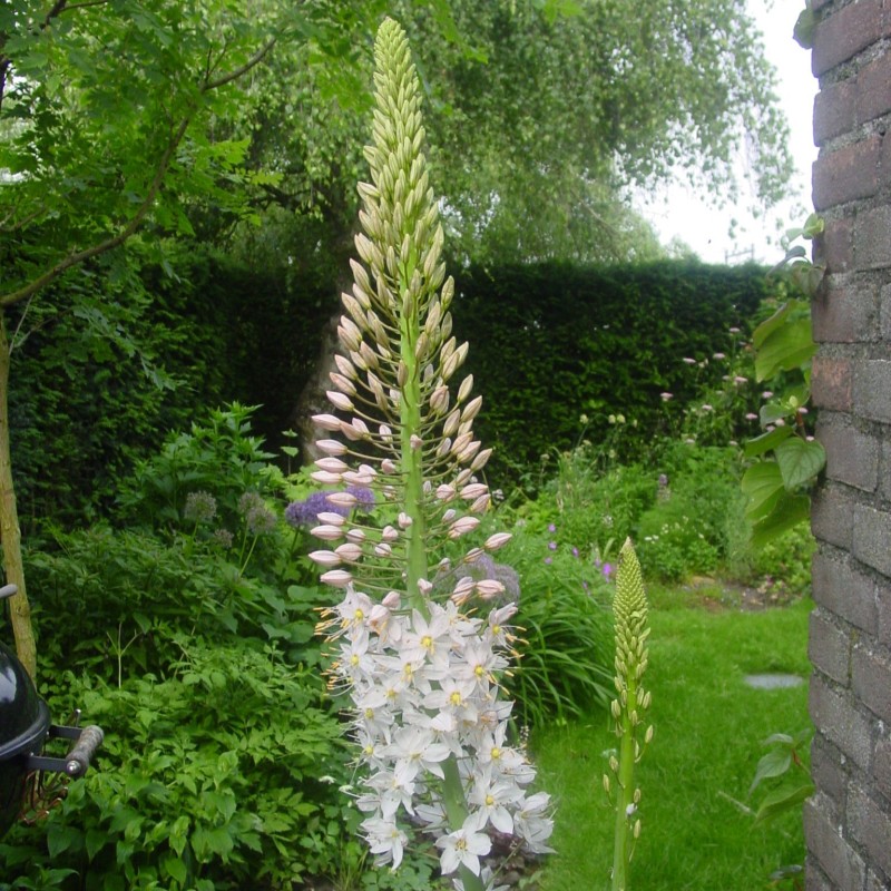 Eremurus robustus