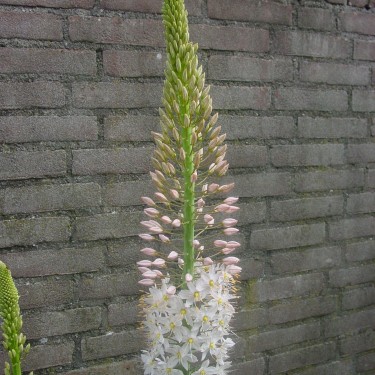 Eremurus robustus