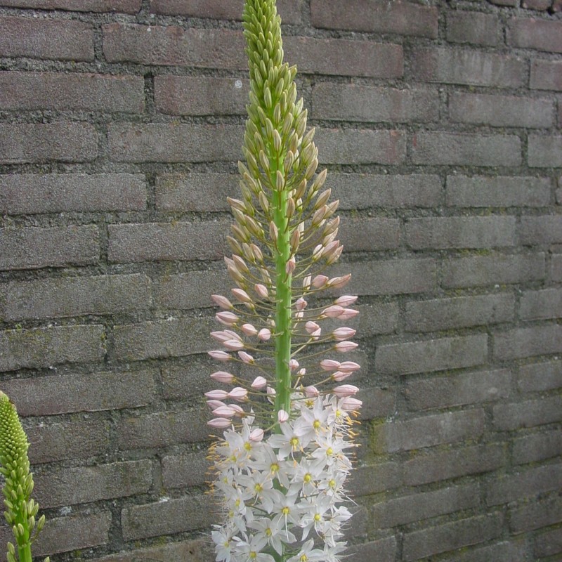 Eremurus robustus