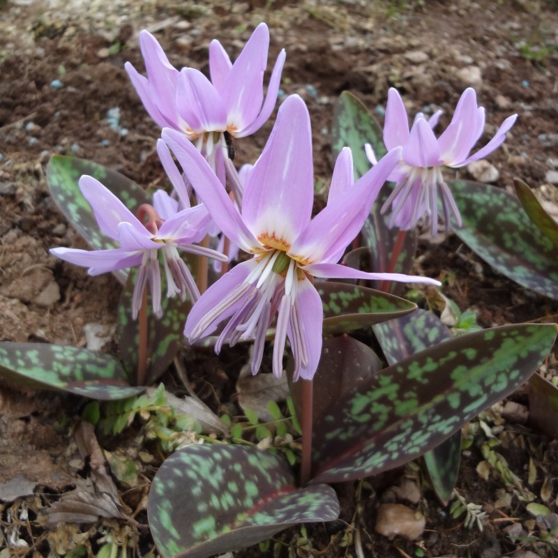 Erythronium dens-canis 'Moerheimii' Erythronium dens-canis 'Moerheimii'