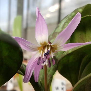 Erythronium dens-canis 'Moerheimii' Erythronium dens-canis 'Moerheimii'