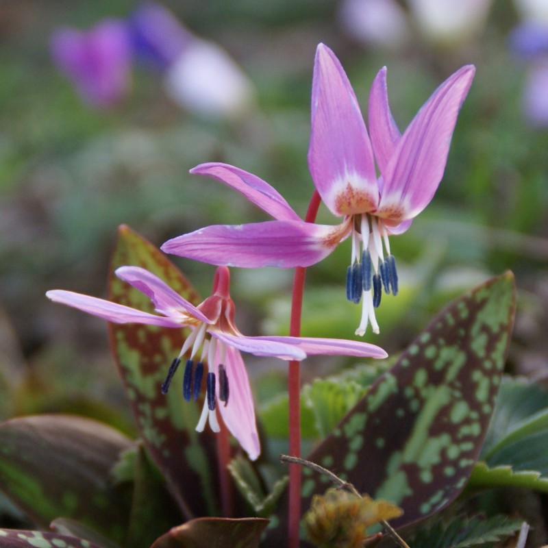 Erythronium dens-canis 'Purple King' Erythronium dens-canis 'Purple King'